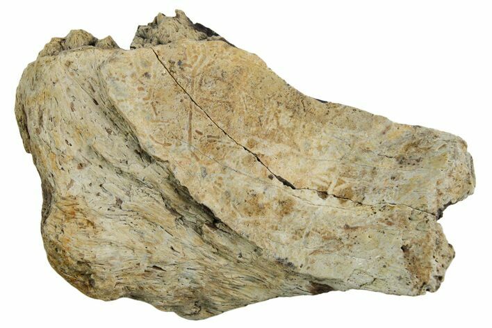 Fossil Tyrannosaur (T rex) Bone Section - Wyoming #352856